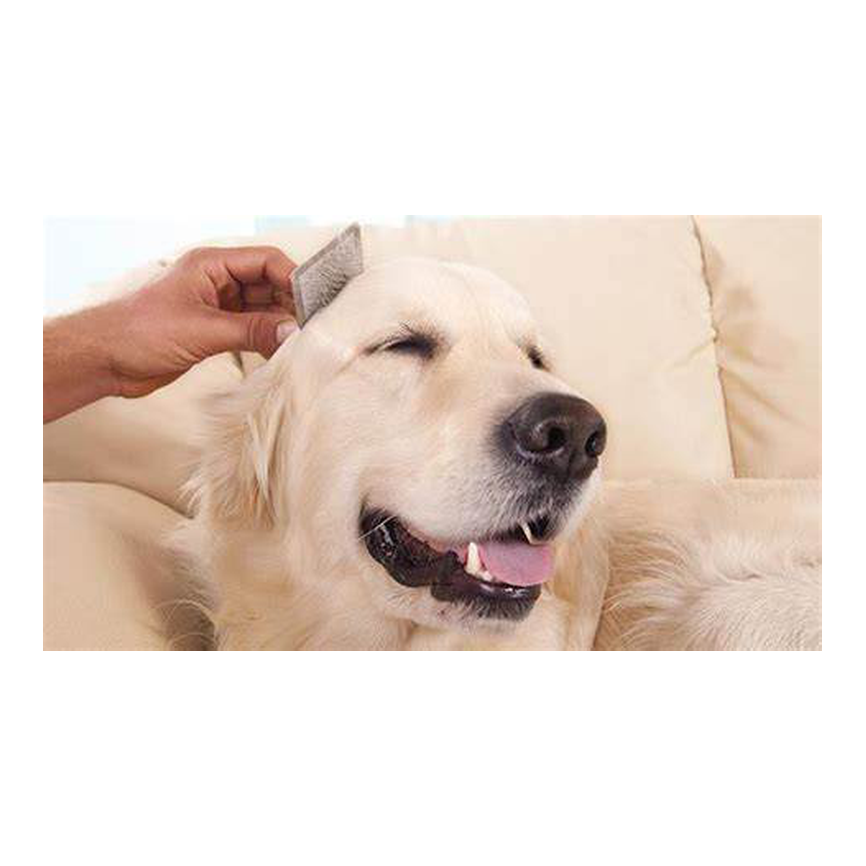 Perros - higiene y cuidados - cepillos y peines